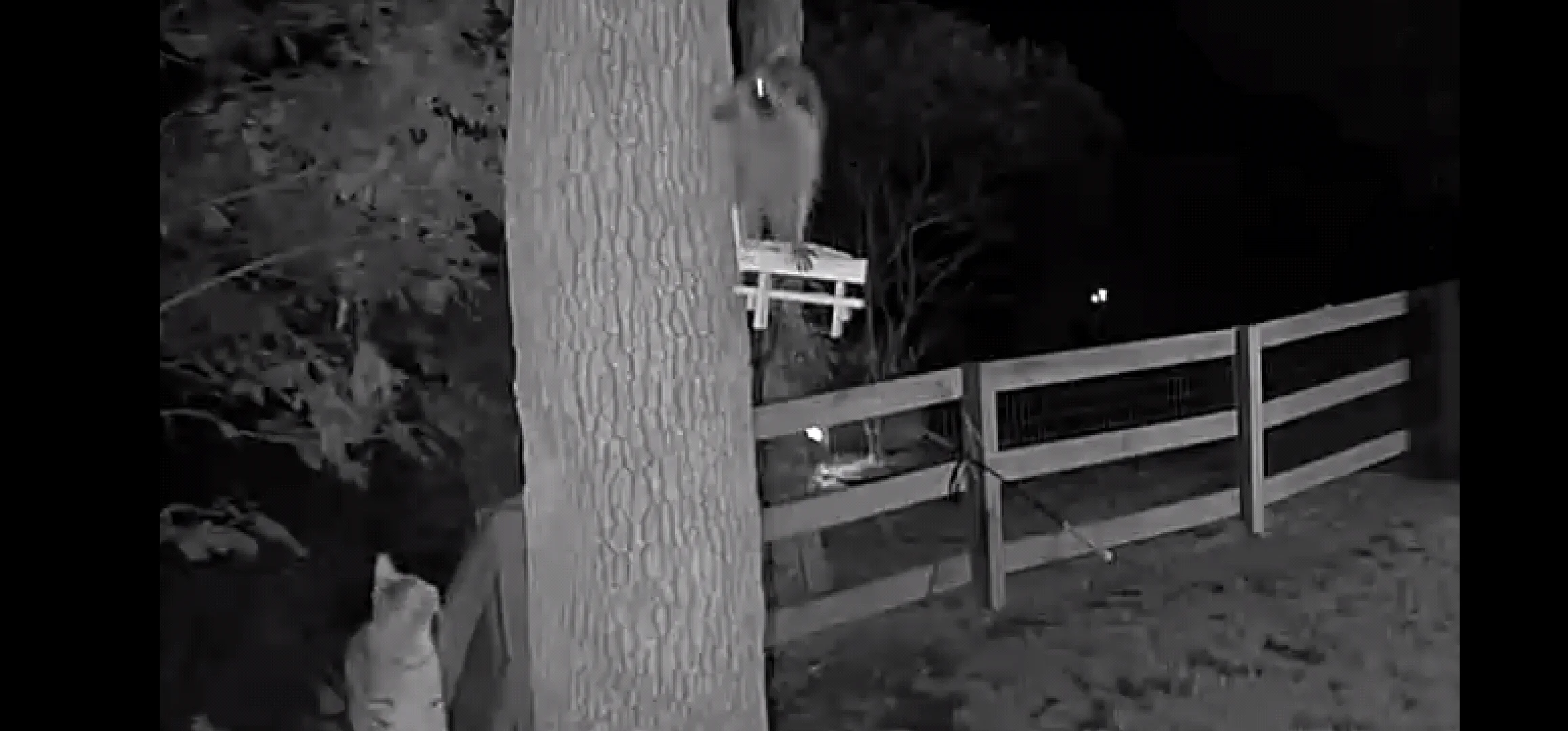 Dallas on the fence — first security camera sighting