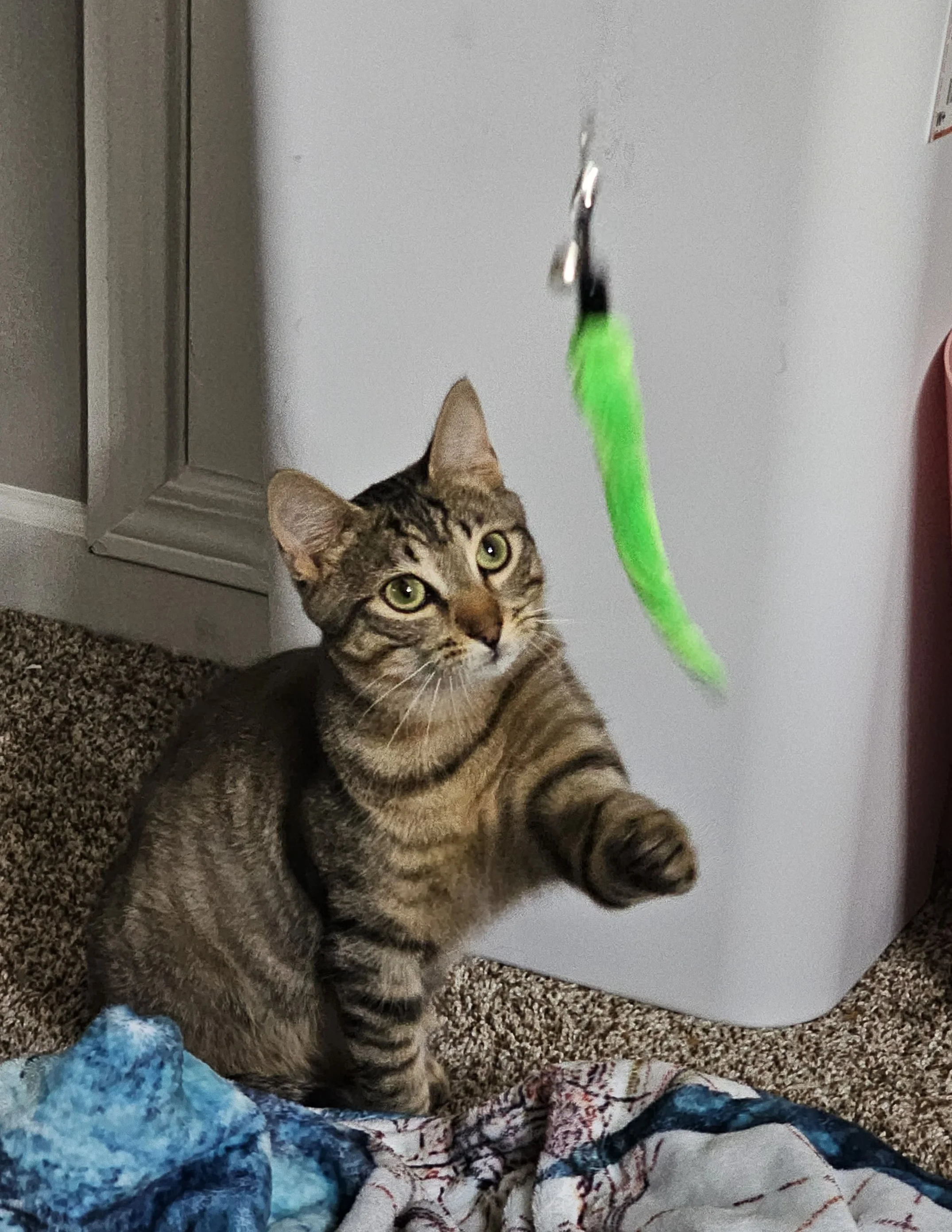 Dallas — paw reaching out, the turning point