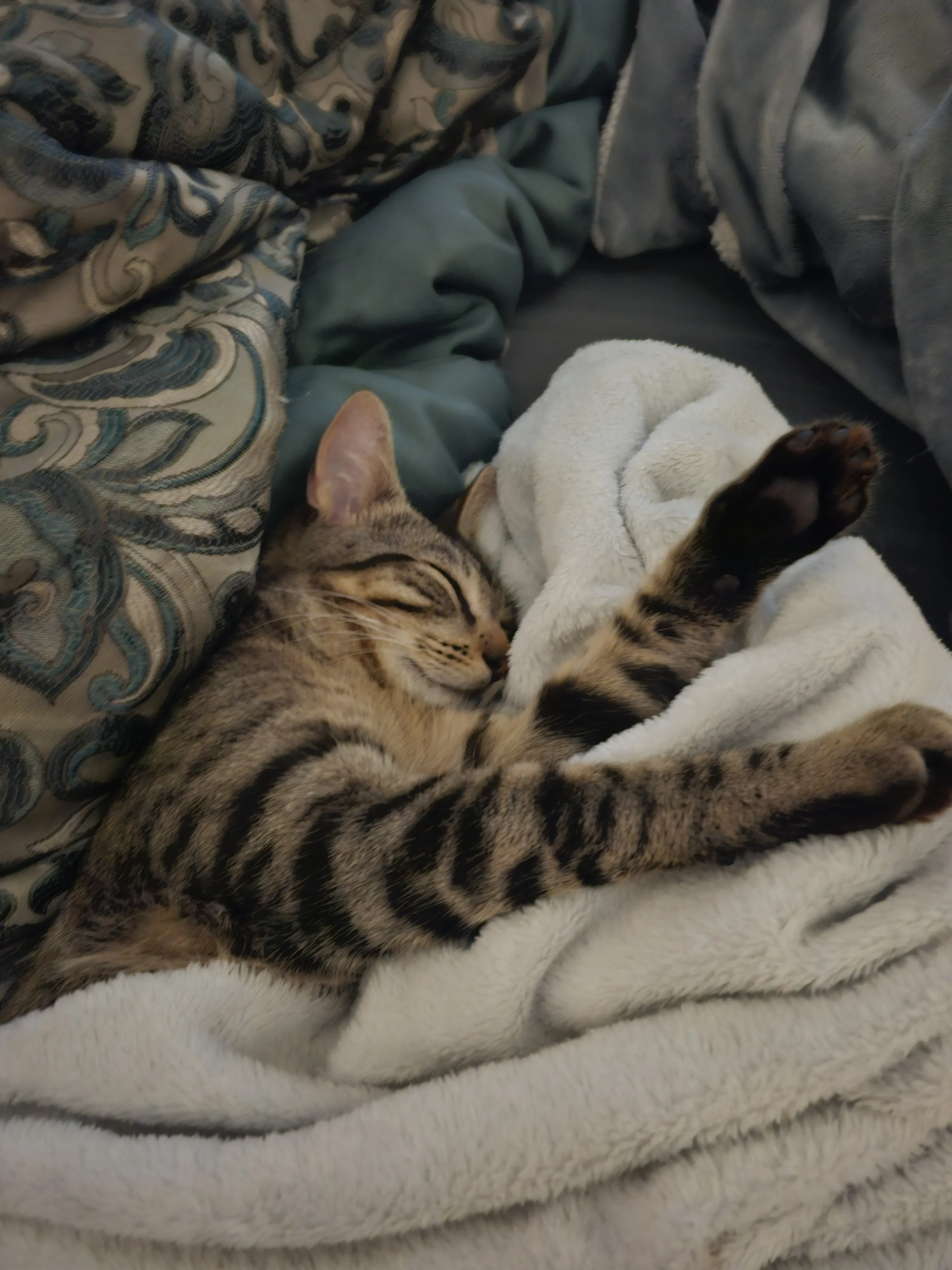 Dallas sleeping with paw up — total trust, total peace