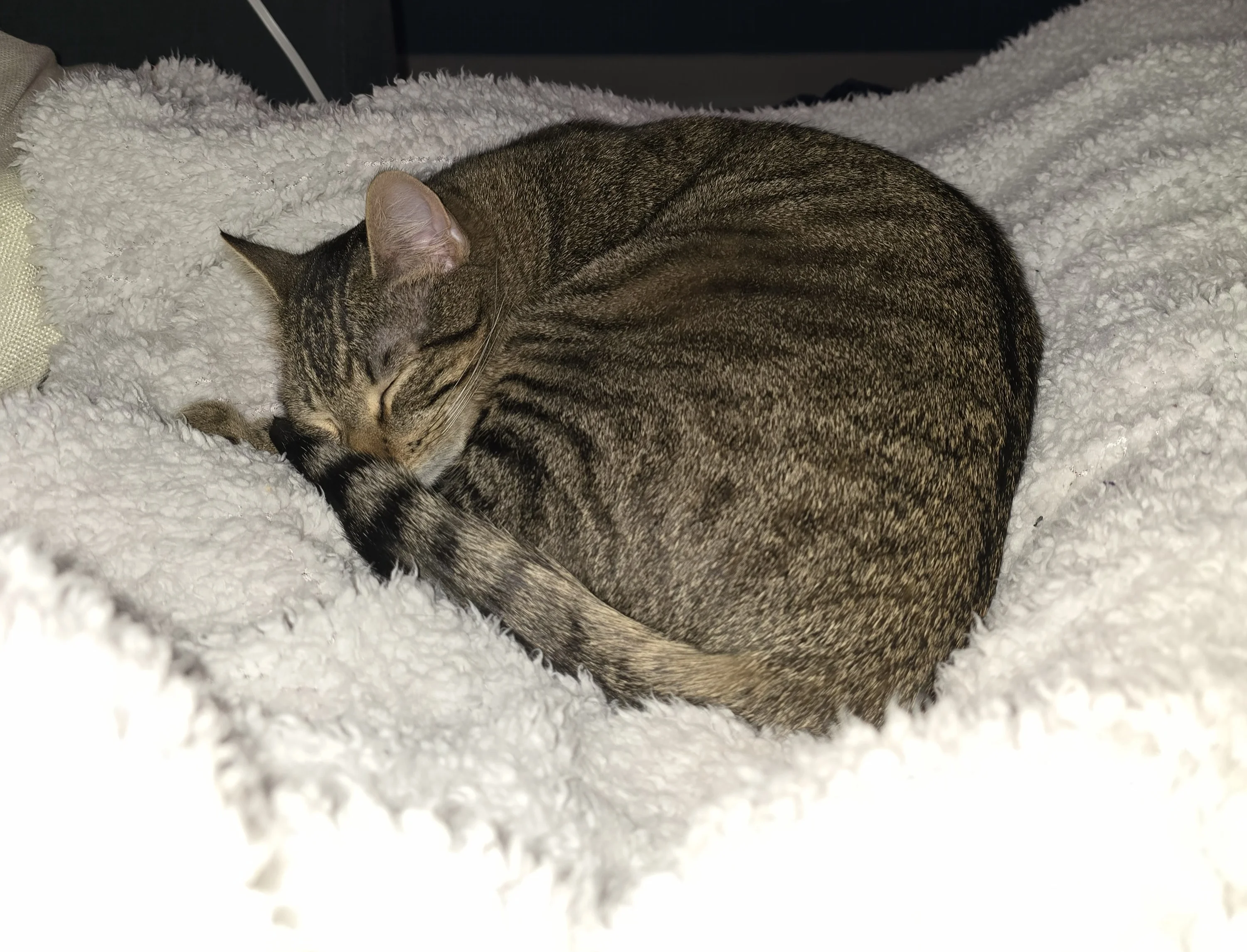 Dallas sleeping tucked in blanket