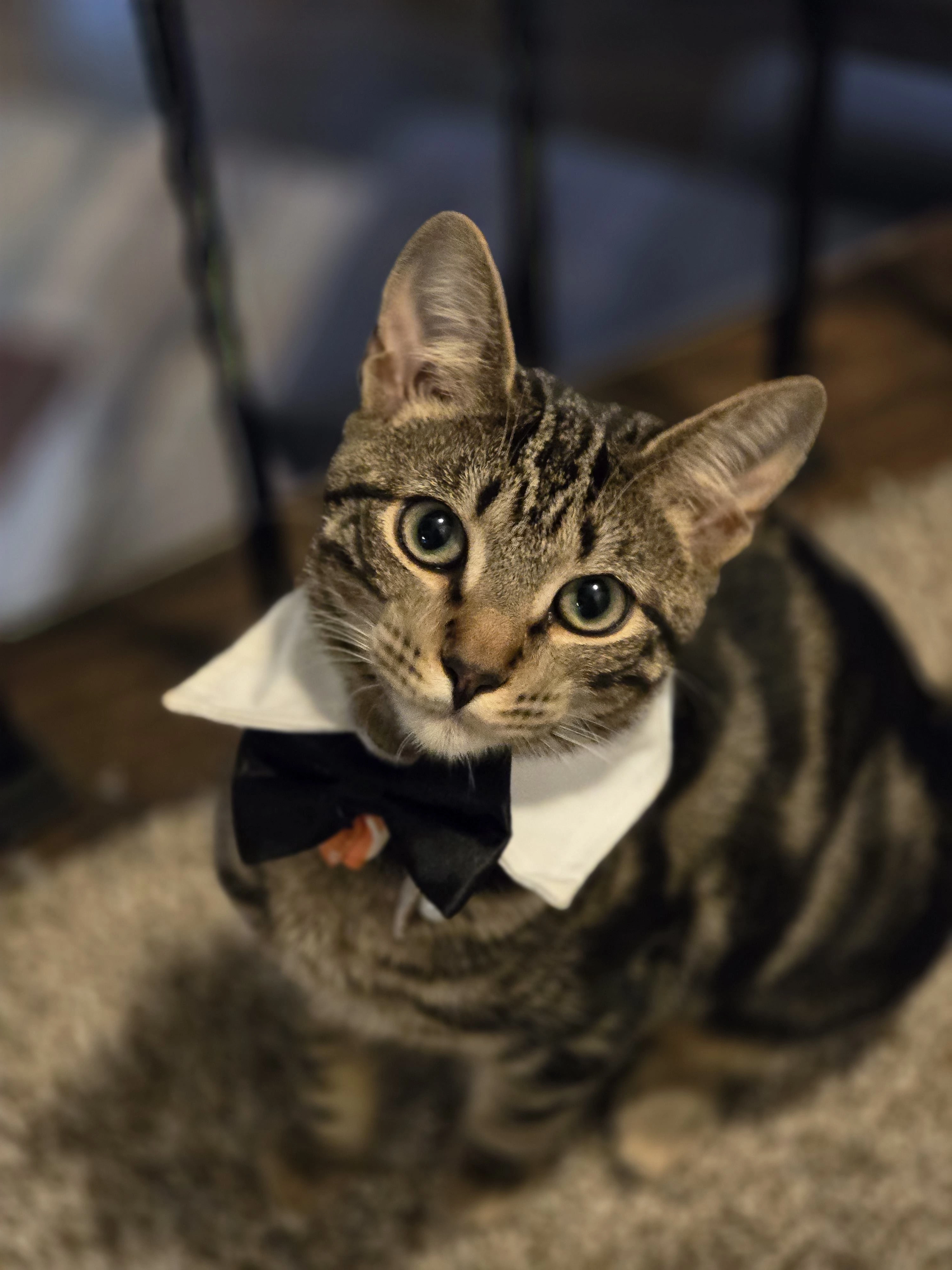 Mack in his bow tie — the boy who comes running