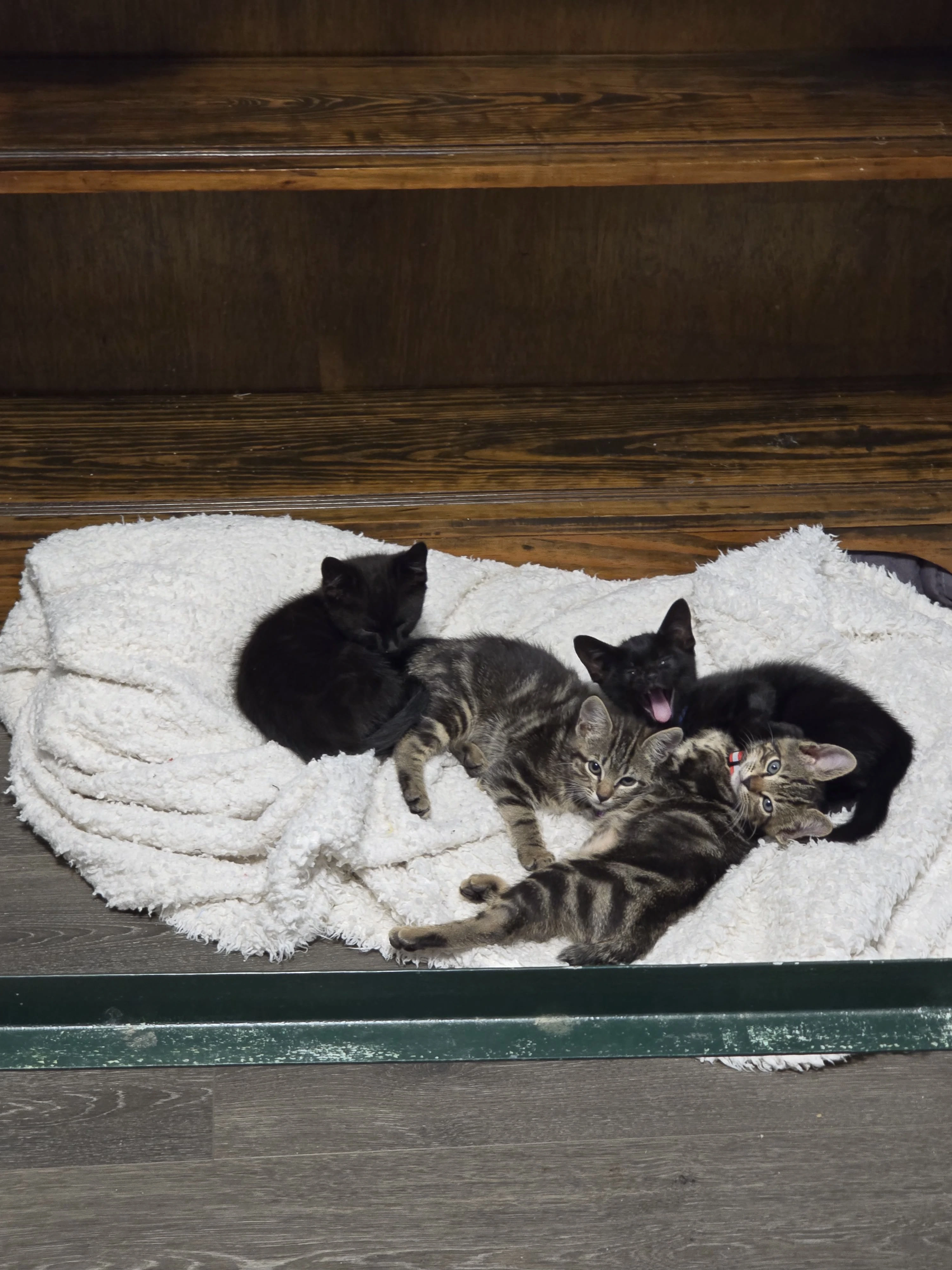Mack with his siblings Diva, Astro, and Cosmo — day one