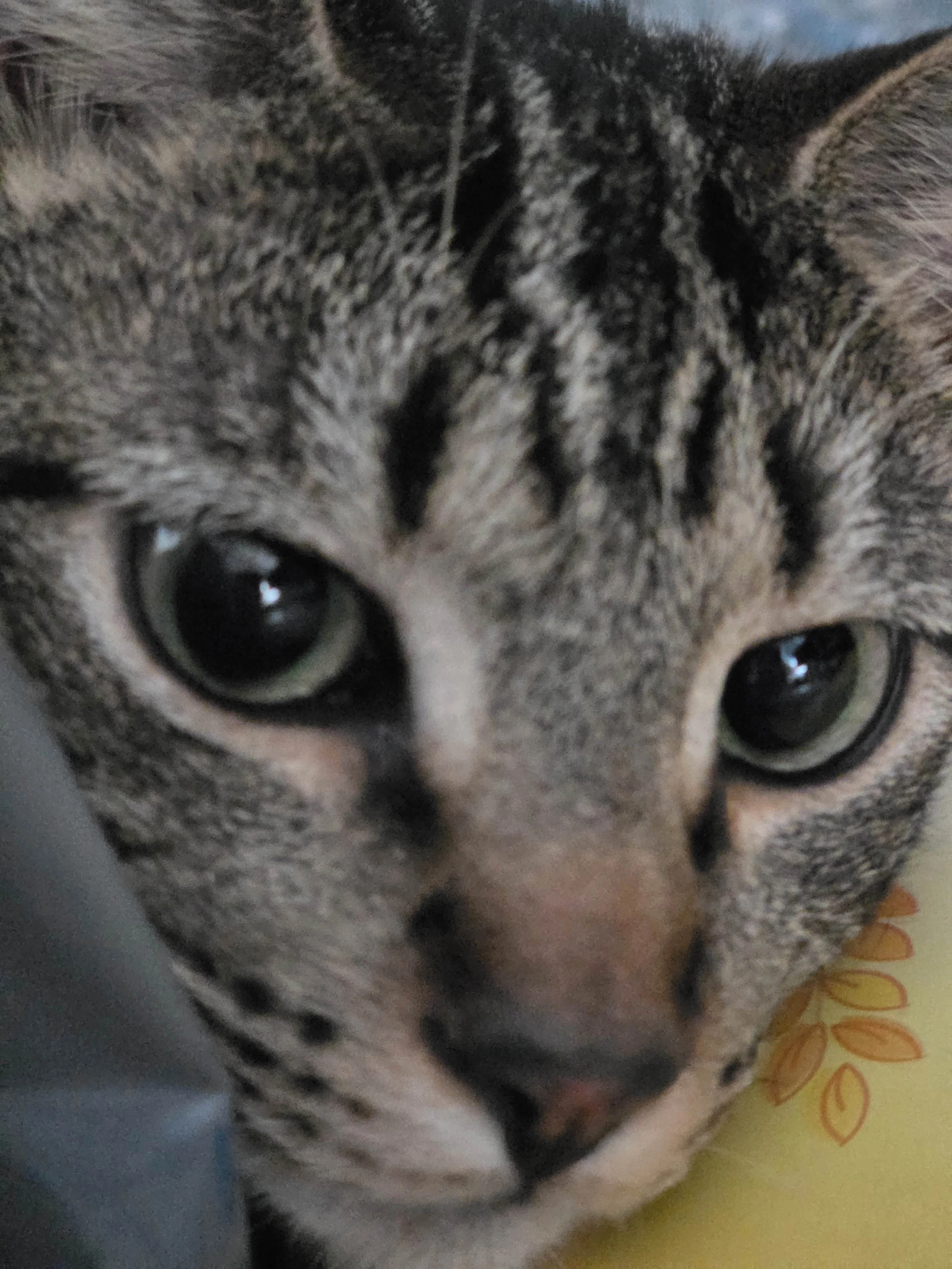 Mack — extreme close-up, those eyes