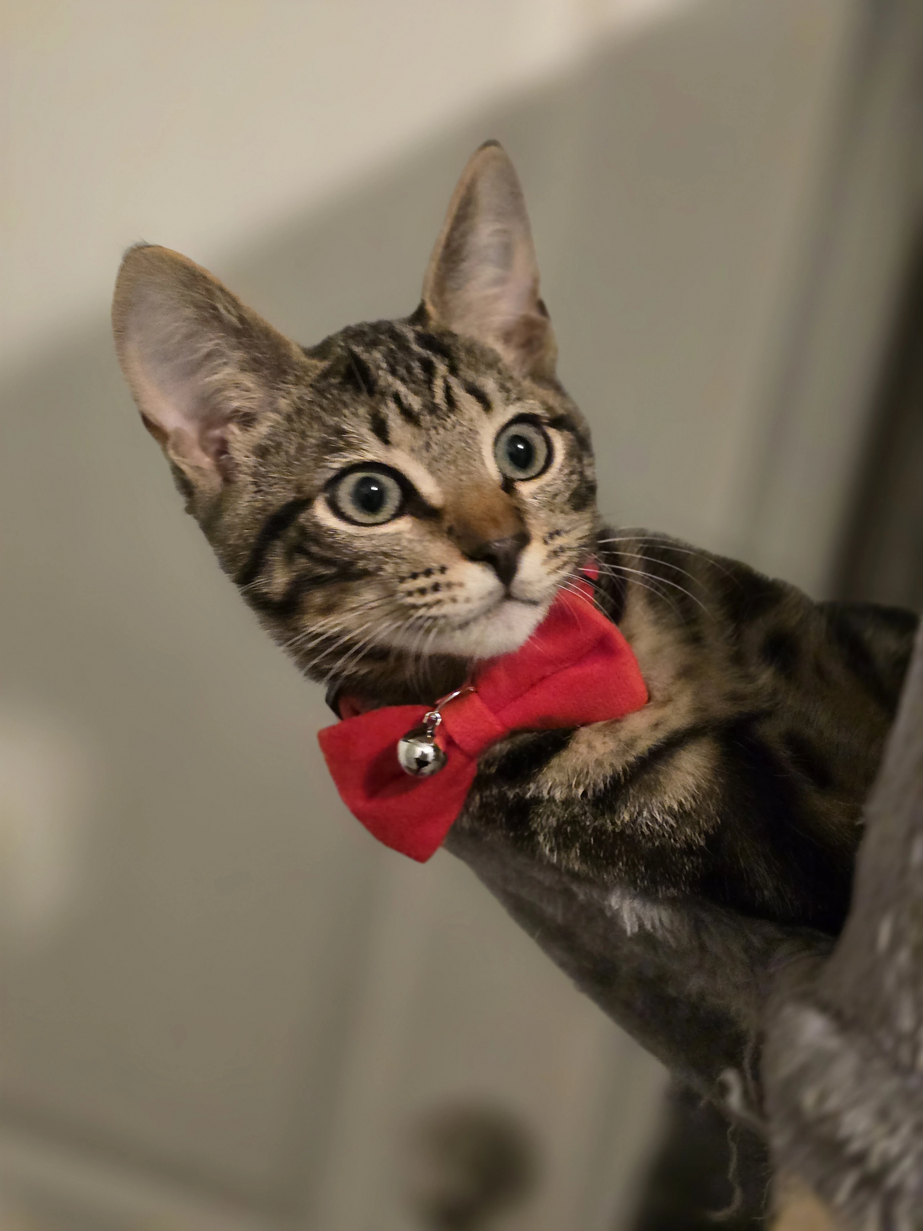 Mack — red bow tie, full confidence, zero apologies