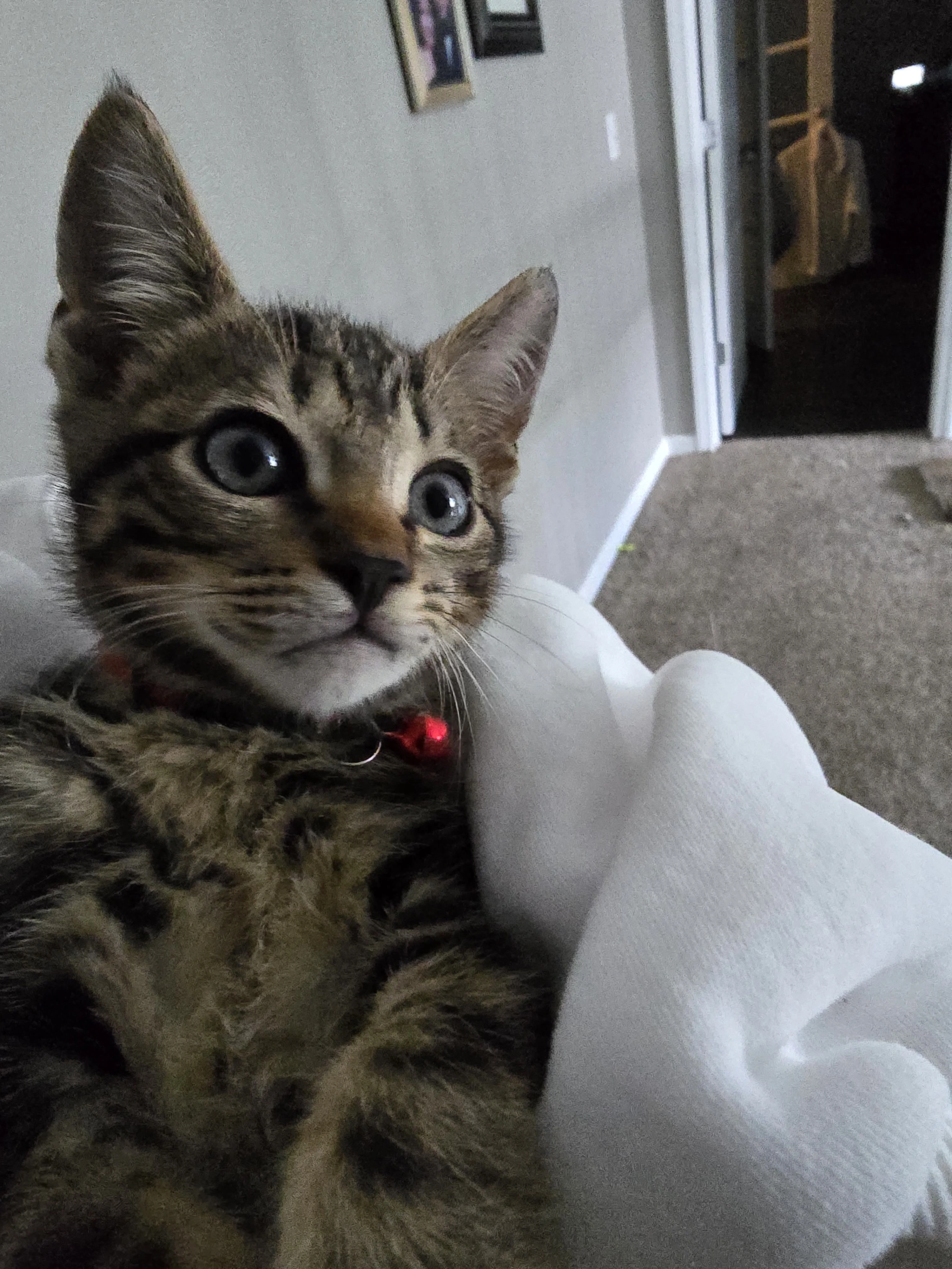 Mack as a young kitten — personality already fully formed