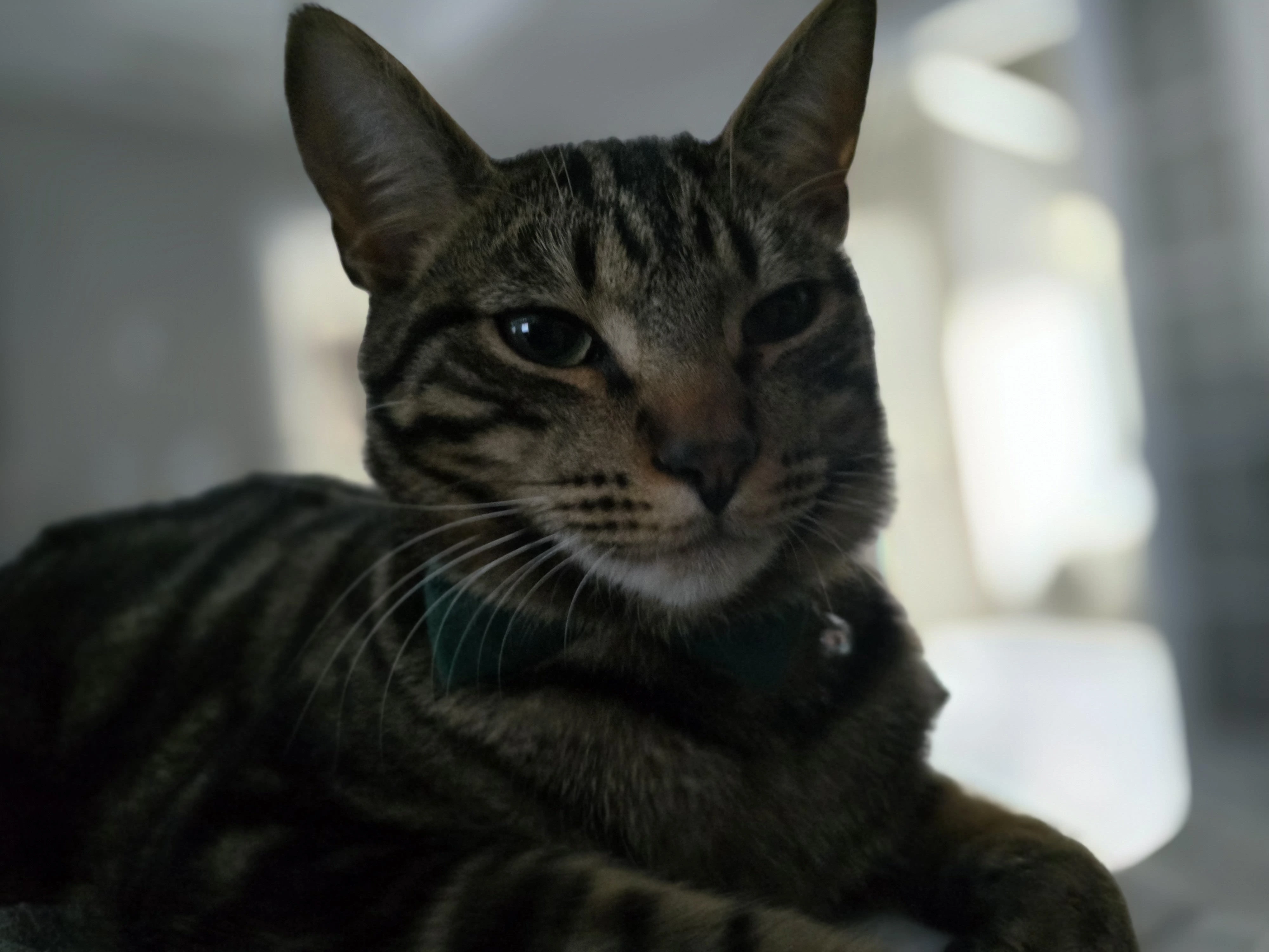 Mack — big boy portrait, full presence
