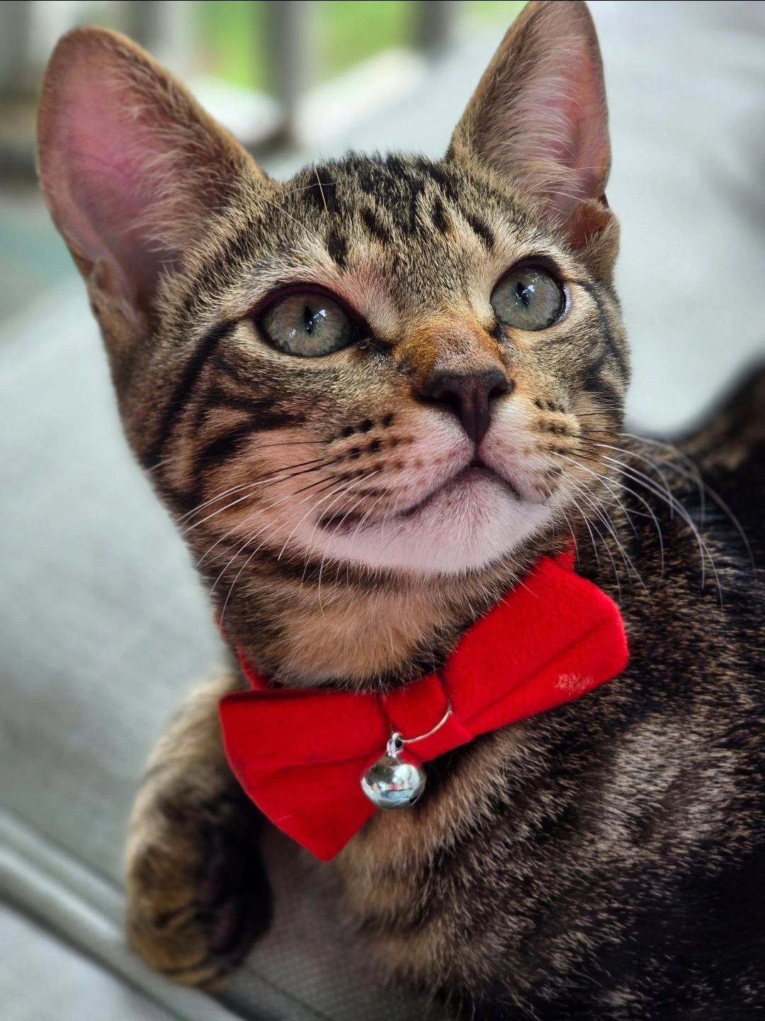 Mack in red collar — side-eye energy