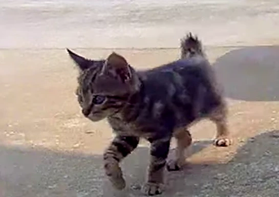 Baby Mack in the parking lot — bobtail, big ears, full confidence