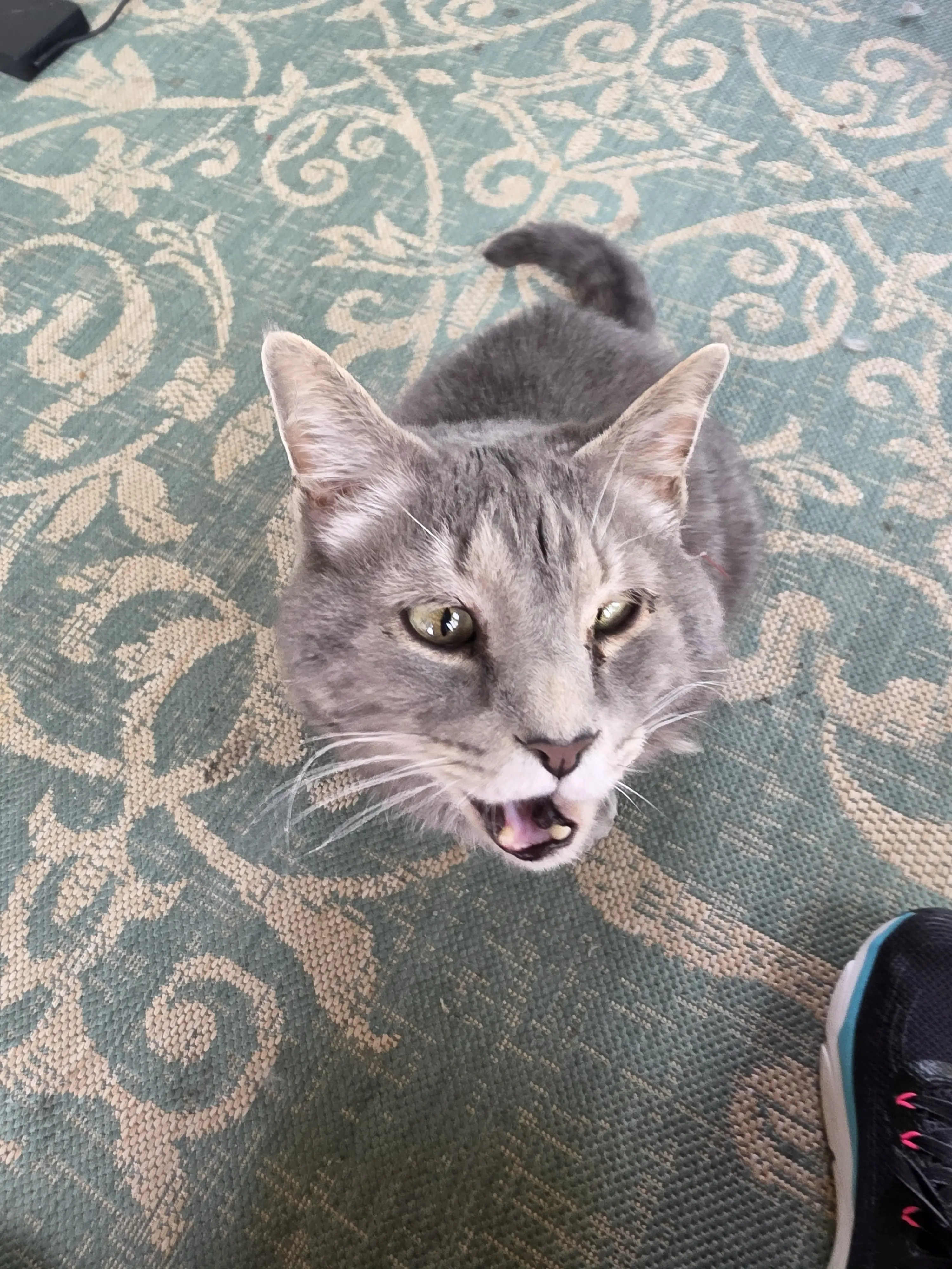 Tex looking up at the camera — cross-eyes, plaid collar, still himself