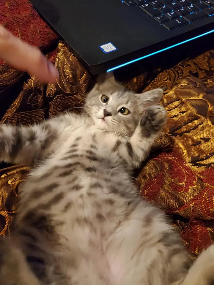 Baby Tex — belly up by the laptop, chaos beginning