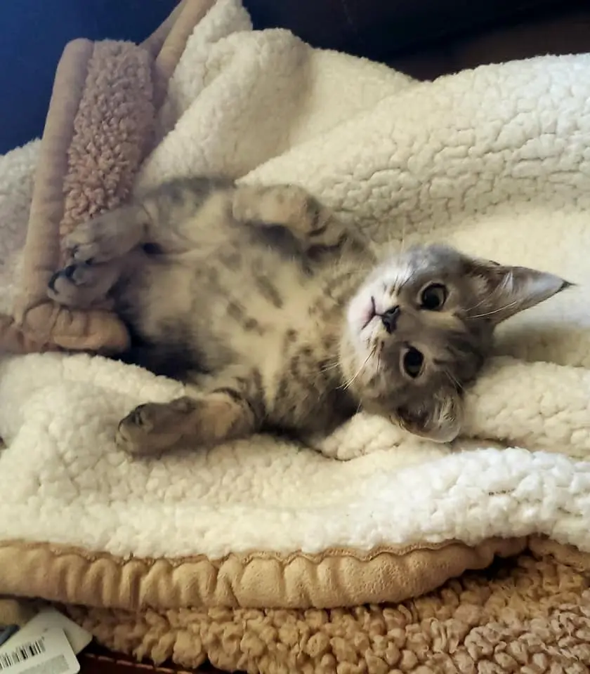 Baby Tex — day one, cream blanket, already at home