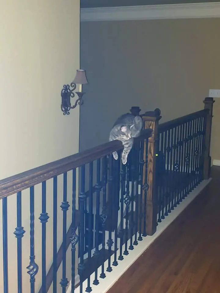 Tex on the ledge surveying the chandelier