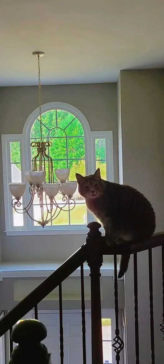 Tex on the rail — Bond villain silhouette, chandelier behind him