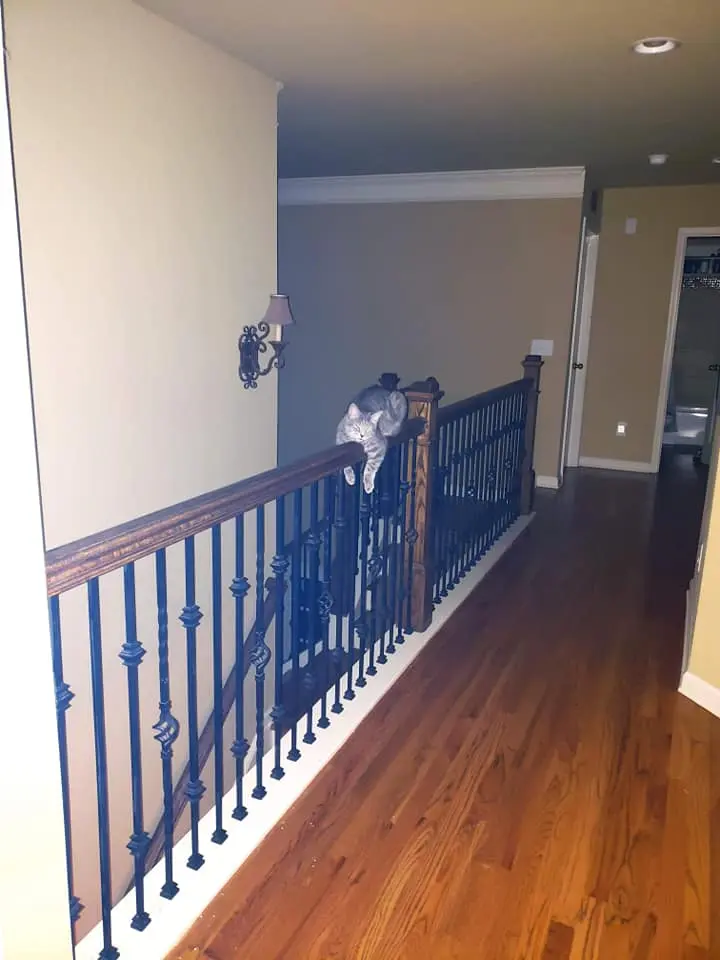 Tex draped on the balcony rail — legs hanging, fully unbothered