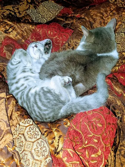 Spitz and Tex curled together — the soul cat adopted the fugitive