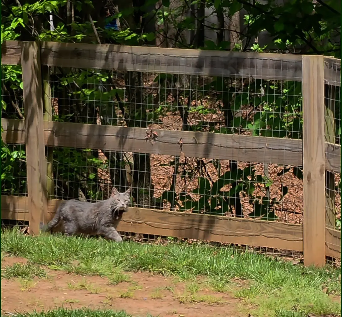Tex — low crawl along the fence on his last day, hunting something magnificent