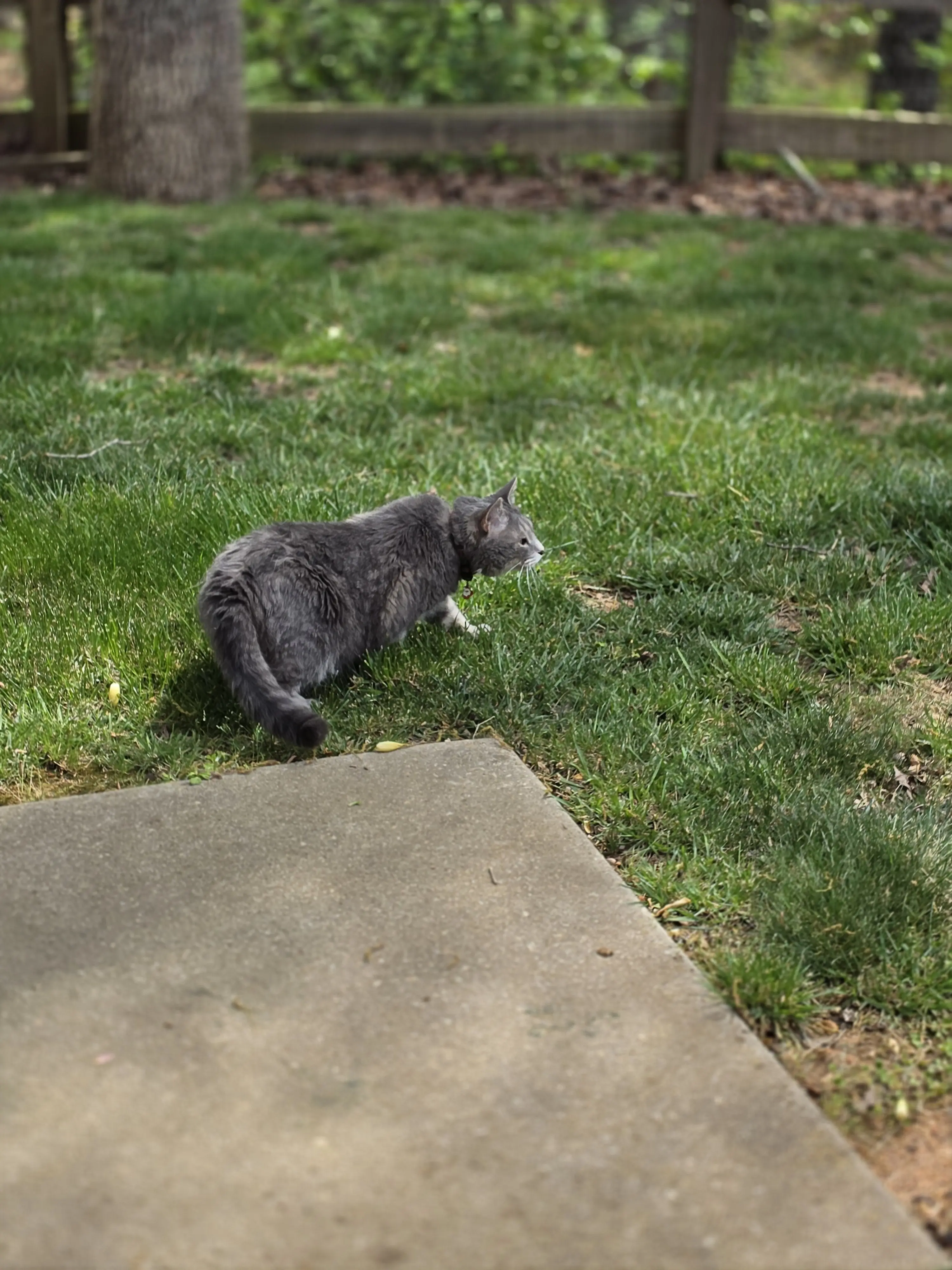 Tex — his last walkabout, April 8 2026