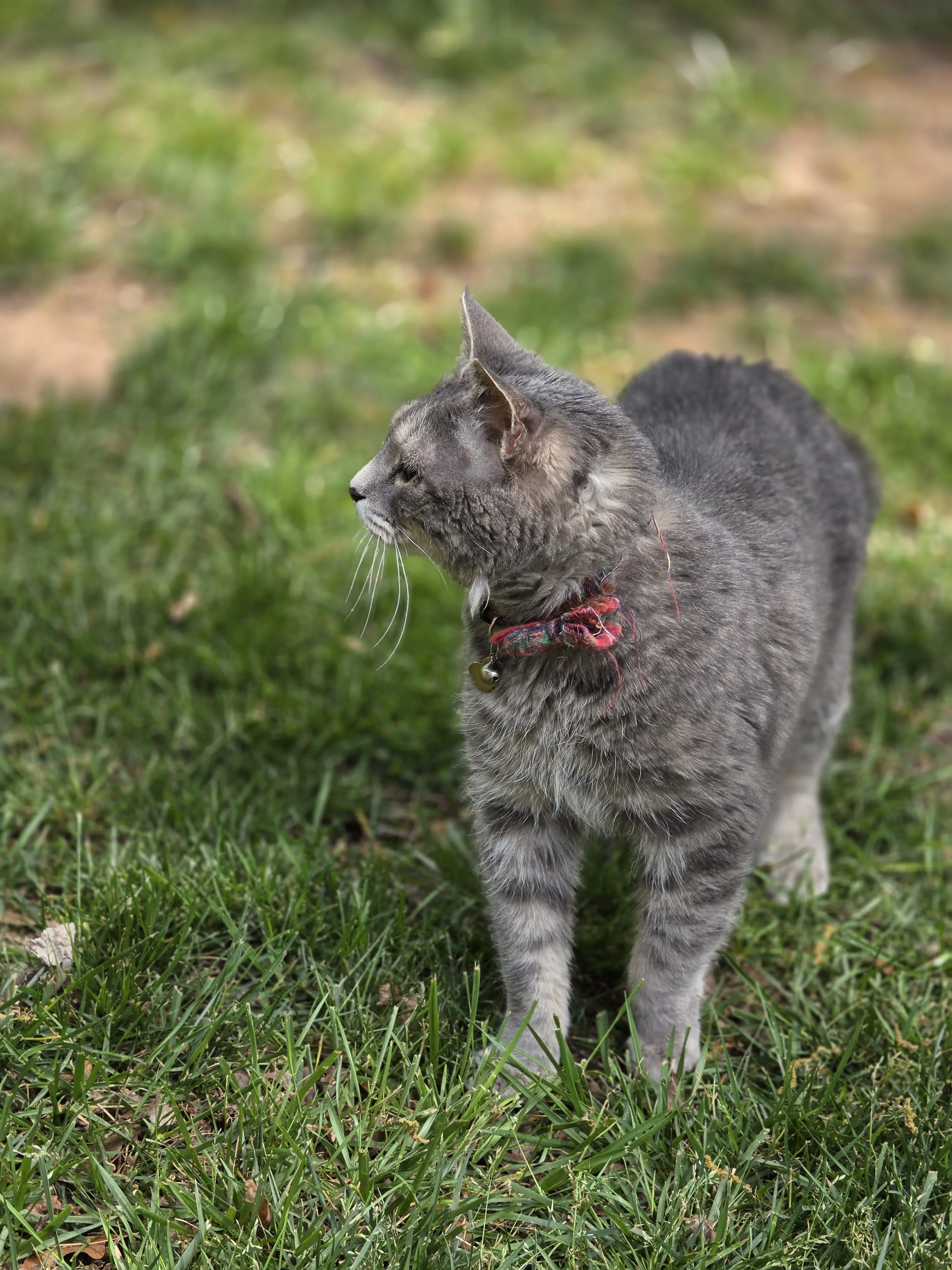 Tex standing — plaid collar, silver fur, looking sideways