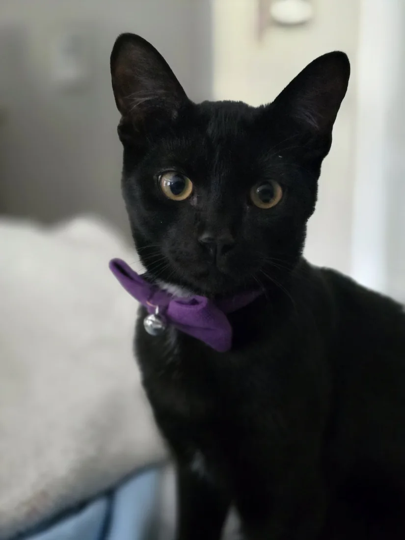 Astro, a black cat, Nova's copy-paste