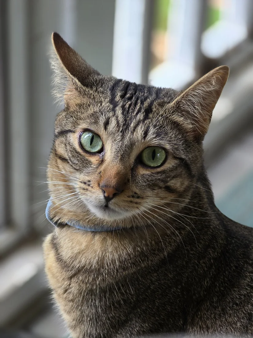 Dallas, a tabby cat
