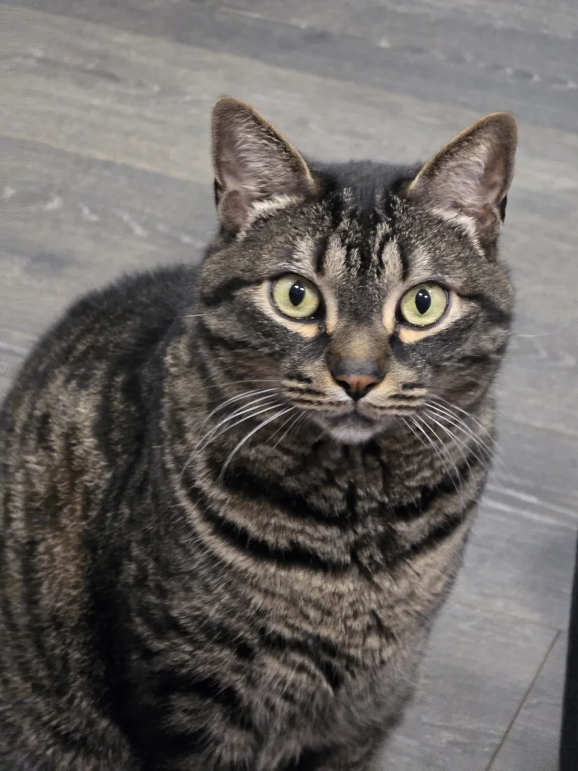 Gizmo, a tabby cat, looking straight at the camera
