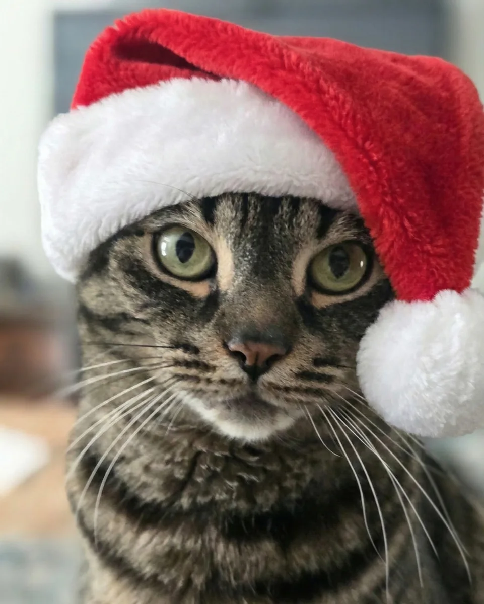 Gizmo — Santa hat, resigned dignity