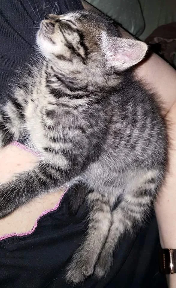 Gizmo — tiny bottle baby, first days