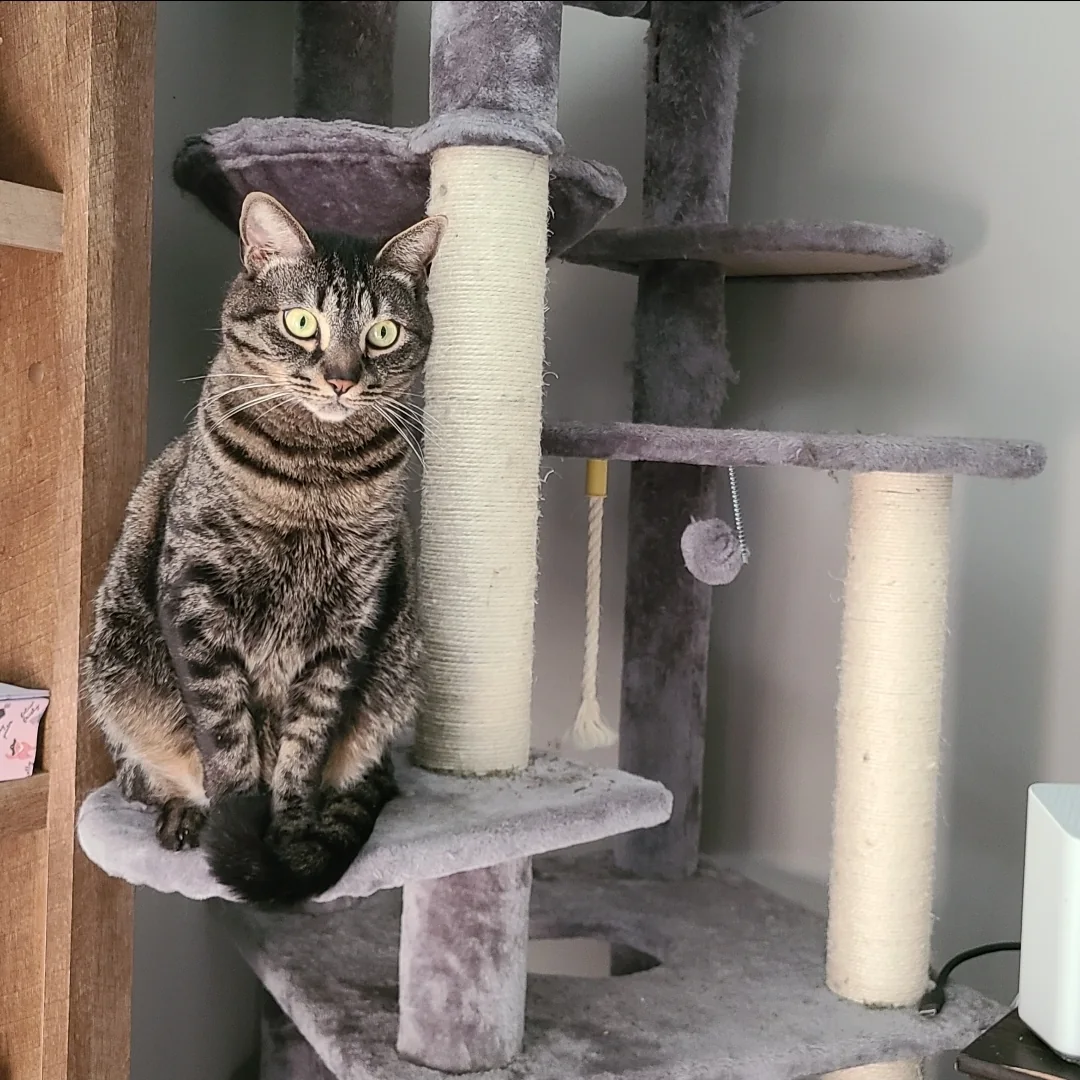 Gizmo and Spitz on cat tree — two levels