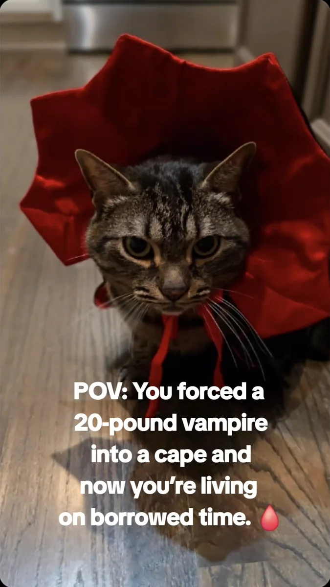 Gizmo now — Dracula costume, full judgment