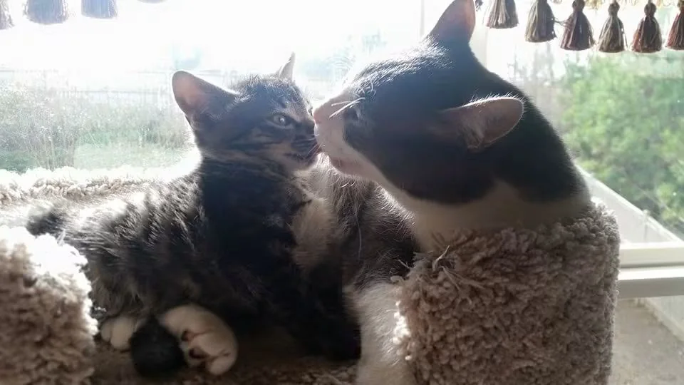 Spitz grooming Gizmo — window seat