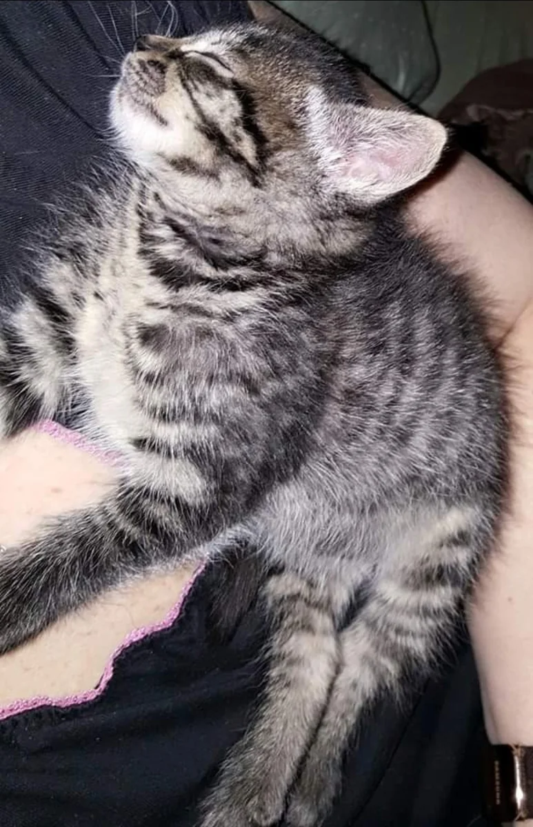 Tiny Gizmo tucked in — safe and warm