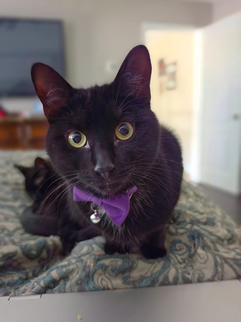 Cosmo, a black cat on patrol