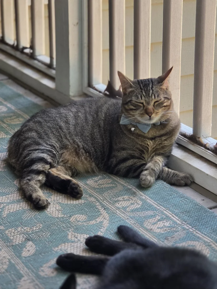 Dallas, a tabby, lounging
