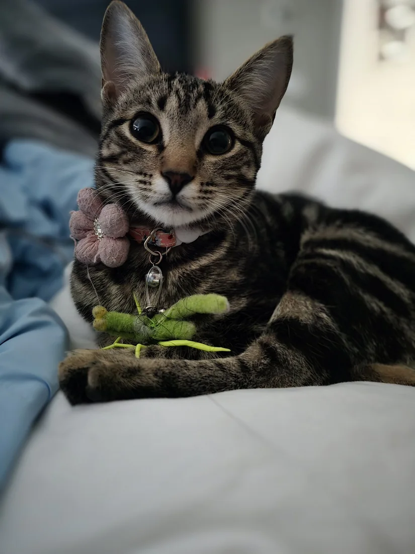 Diva, a tabby, mid-investigation