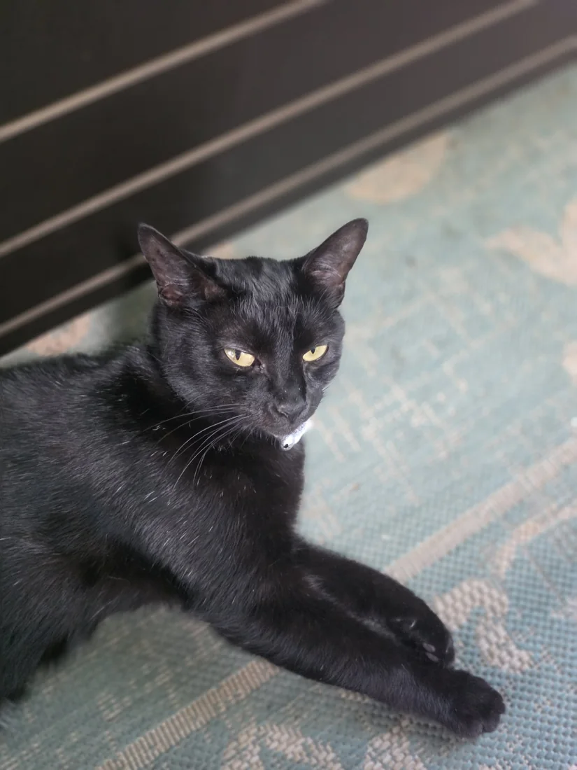 Nova, a black cat, relaxed on the floor