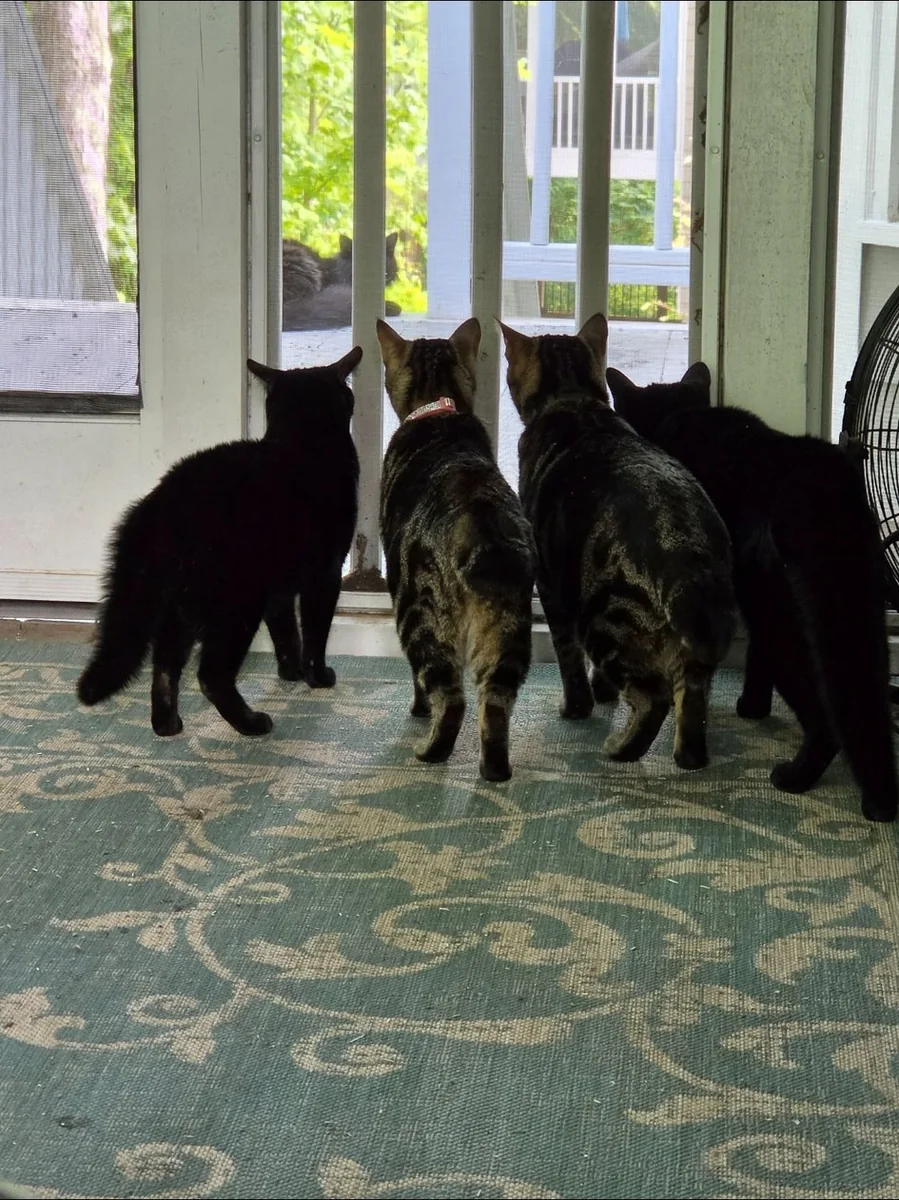 All four at the window — sunroom