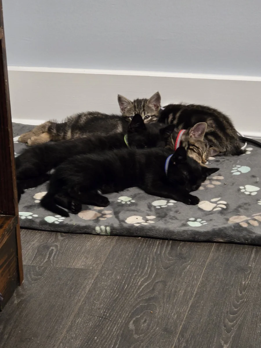 Basement — first night safe