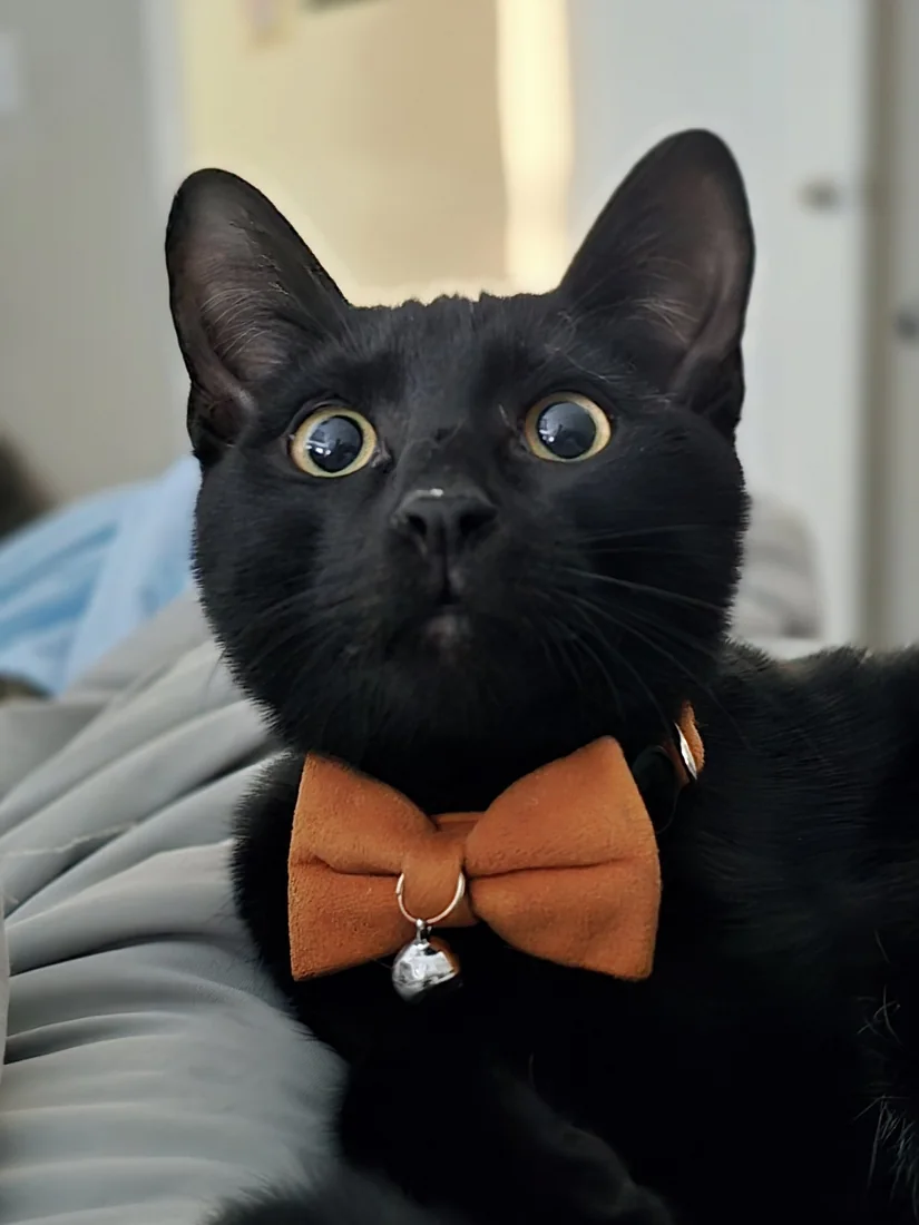 Cosmo