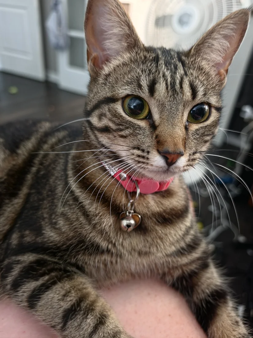 Diva