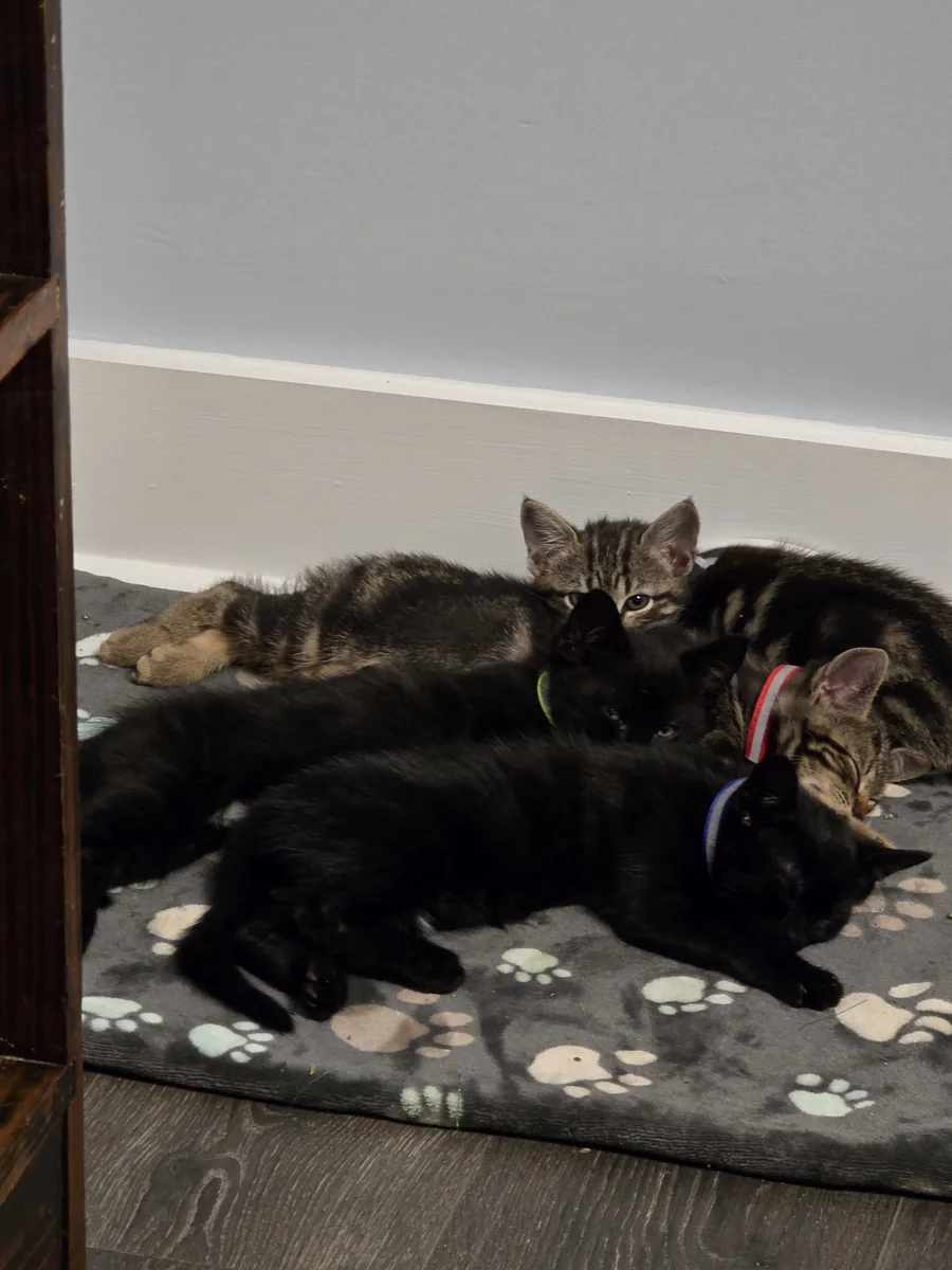 Kittens — Mack and Diva tiny