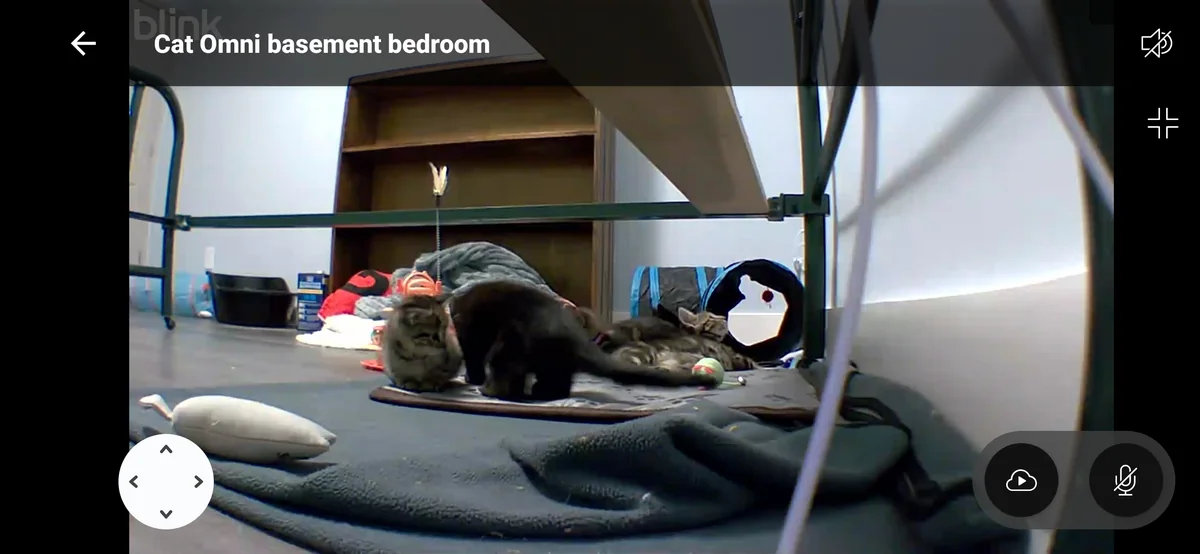 Night vision — garage — all five cats