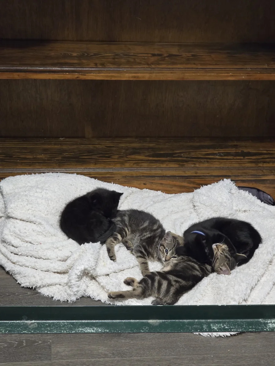 Nova babies on the blanket — safe
