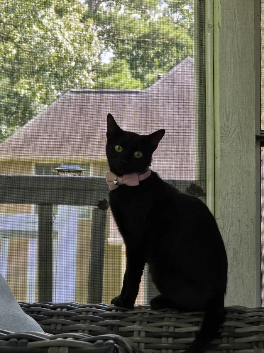 Nova now — pink bow tie, sunroom