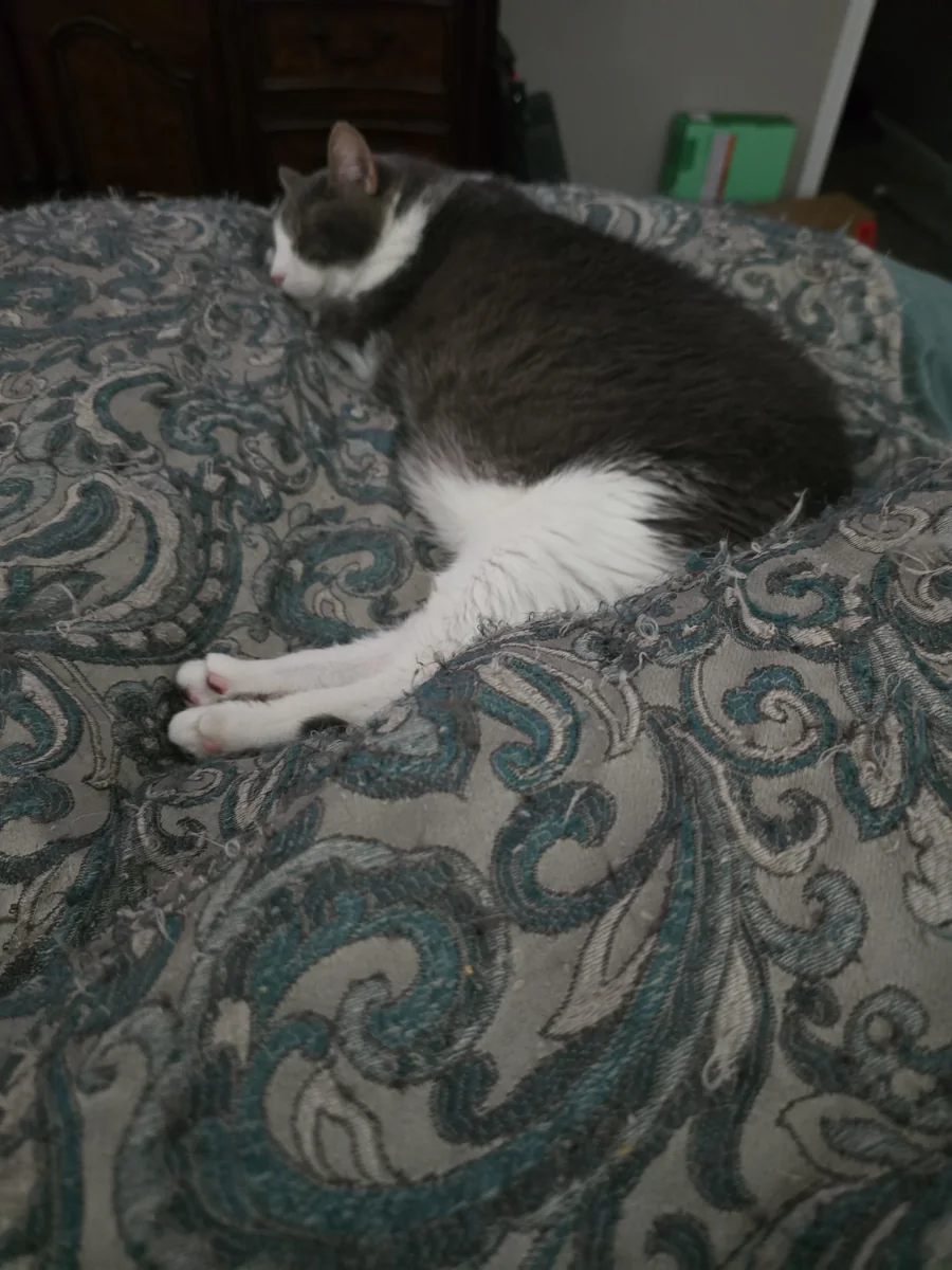 Spitz — the soul cat — fifteen years and counting