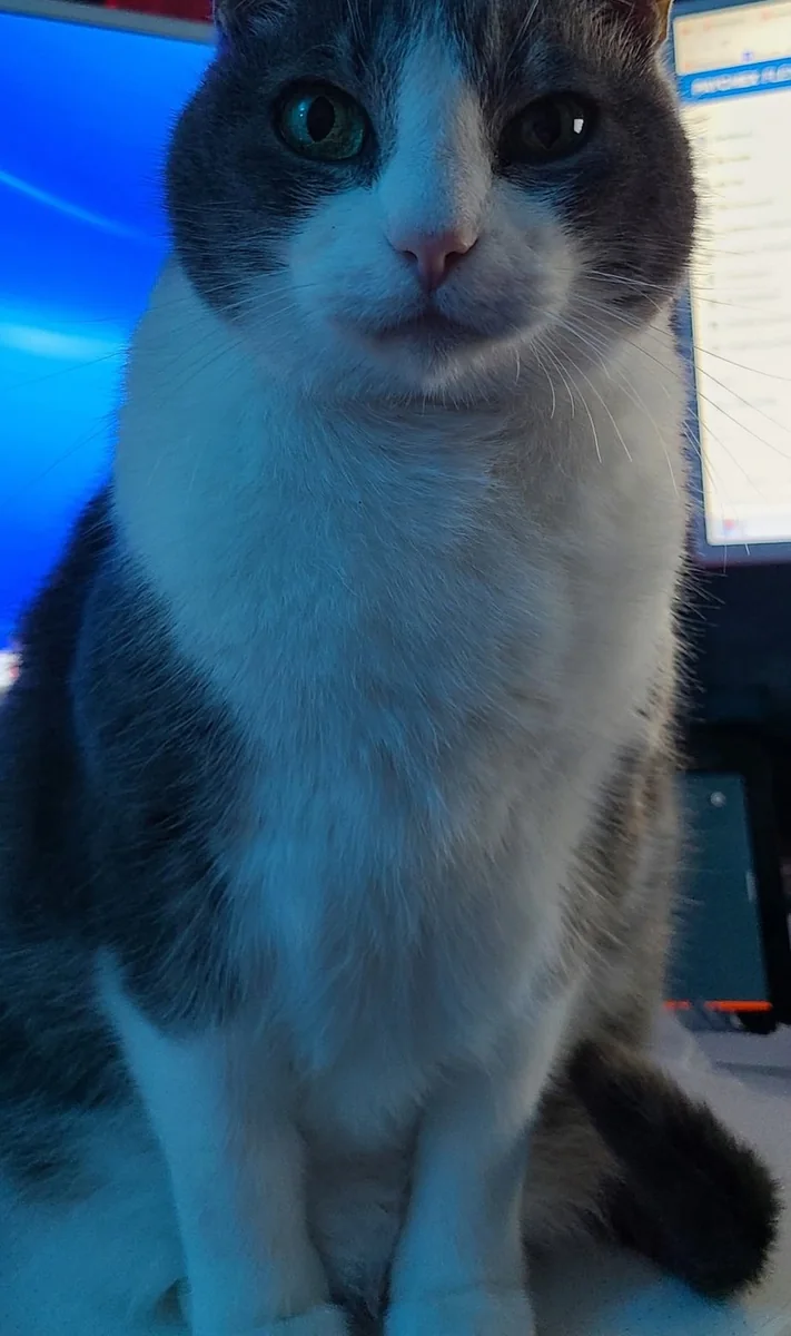 Spitz — green eyes, fully at home