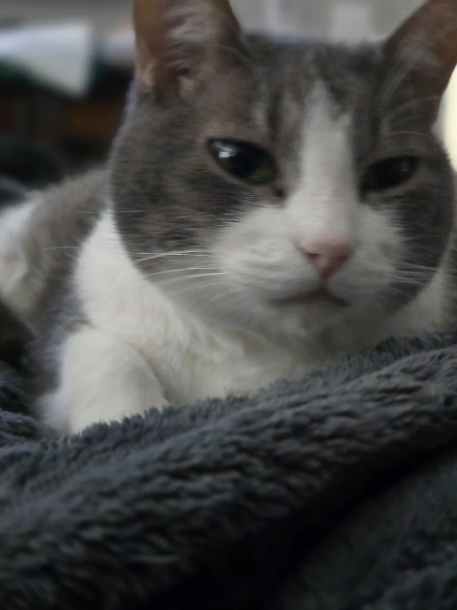 Spitz — green eyes, distinguished