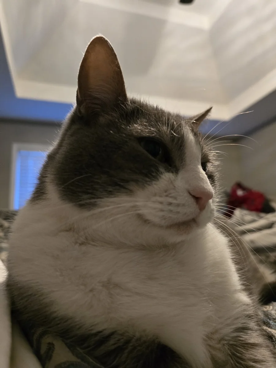 Spitz recovered — six months later