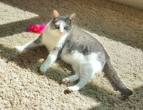 Spitz sunbathing — safe at home