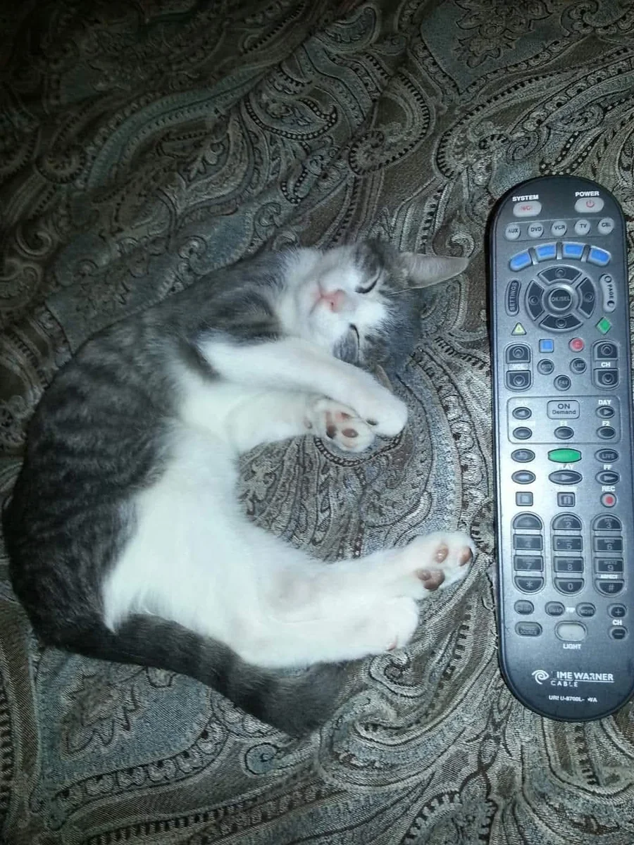 Spitz tiny — remote control for scale