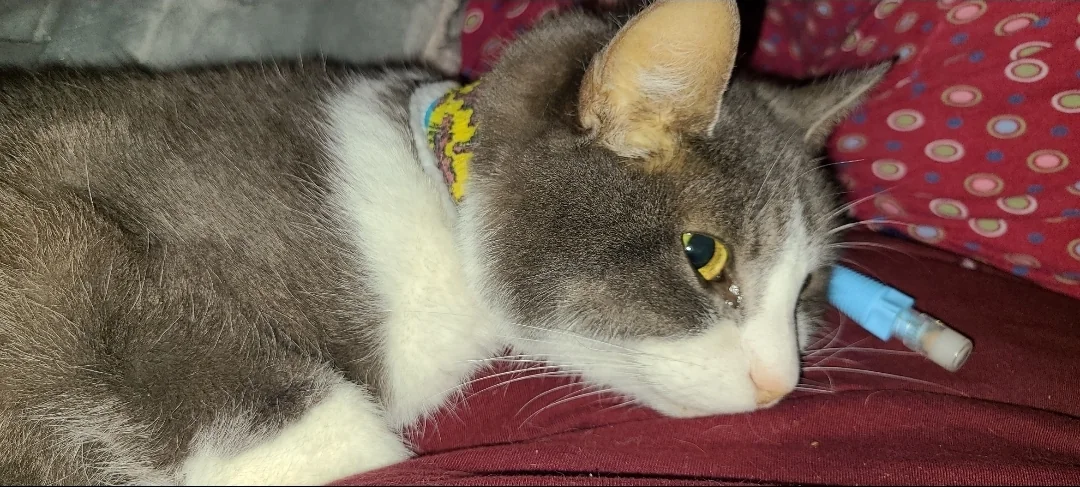 Spitz with feeding tube — sick but fighting